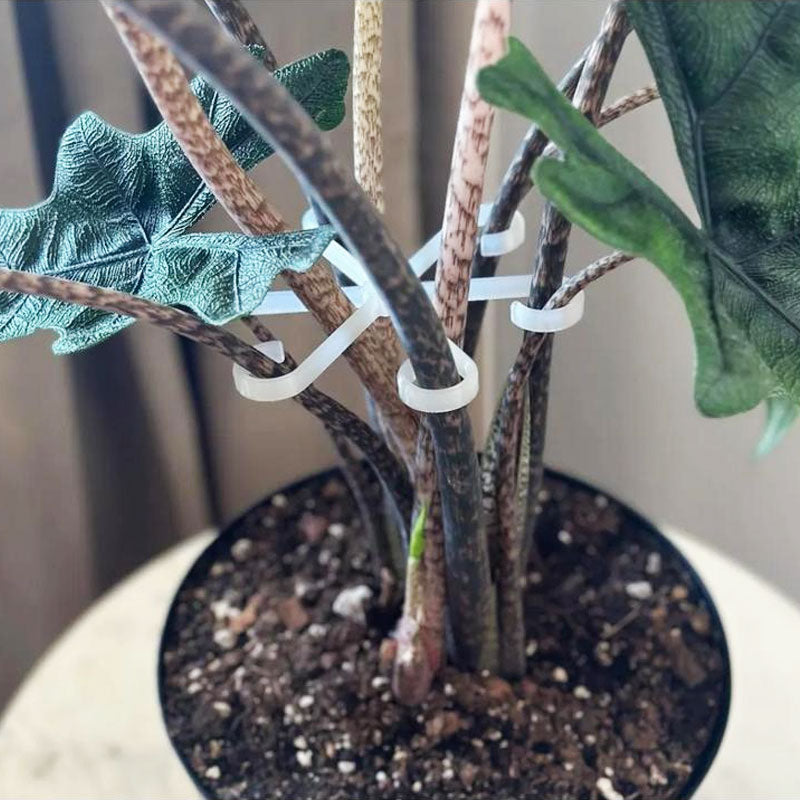 Kasvien varren tuki (4 kpl