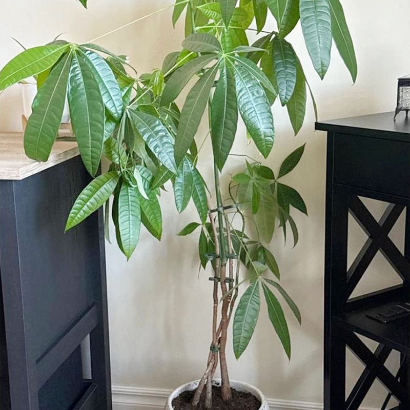 Kasvien varren tuki (4 kpl